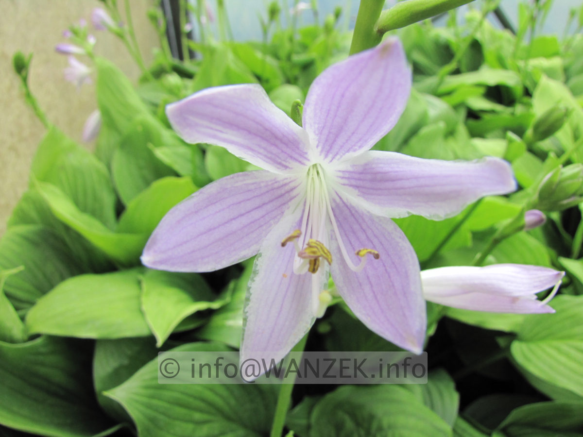 Hosta Hybride Sweet Susan 03.JPG
